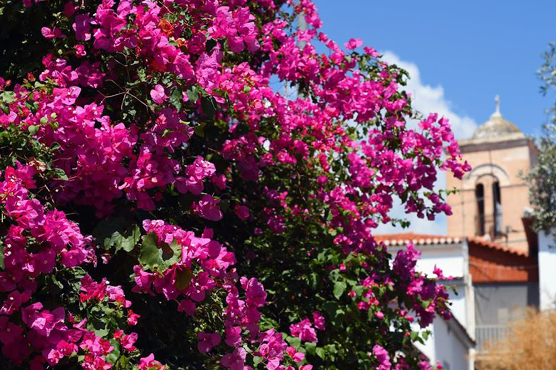 A church belfry behind flowering bougainvillea